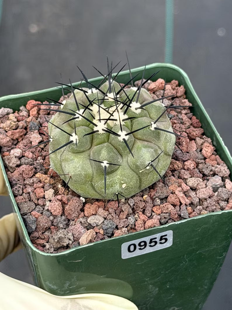 Copiapoa Cinerea Rare Collector Cactus #955 Desert Cactus Plant
