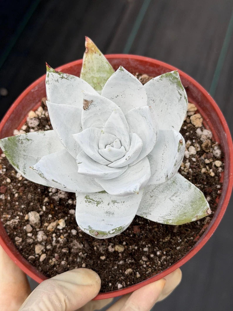 Chalky Dudleya Succulent | 6” Live Plant | Rare Succulent