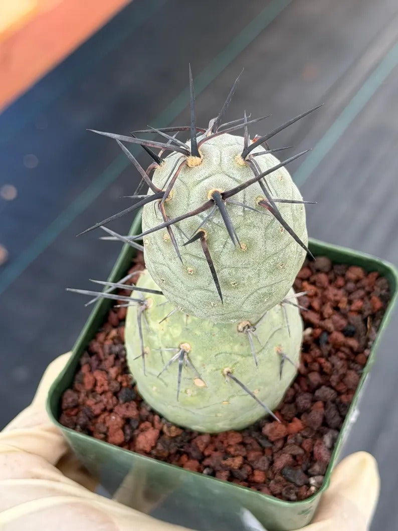 Tephrocactus geometricus Diablo Black Spine Cactus #968