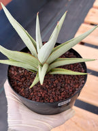Sansevieria Chanin Live Plant | Easy-Care Succulent #992
