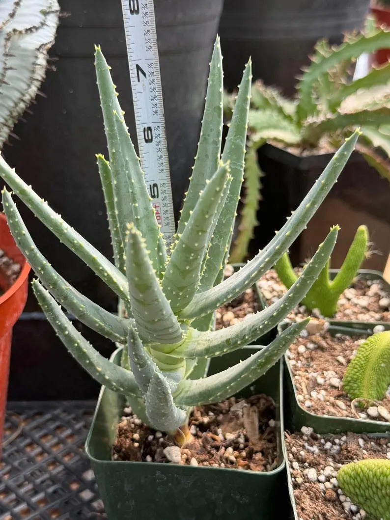 Aloe Dichotoma Succulent, Live Collector Aloe Stacked Plant