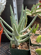 Aloe Dichotoma Succulent, Live Collector Aloe Stacked Plant