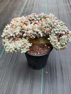 Graptopetalum Lavender Frost Crested | Specimen Succulent | Live Plant | Exact Plant