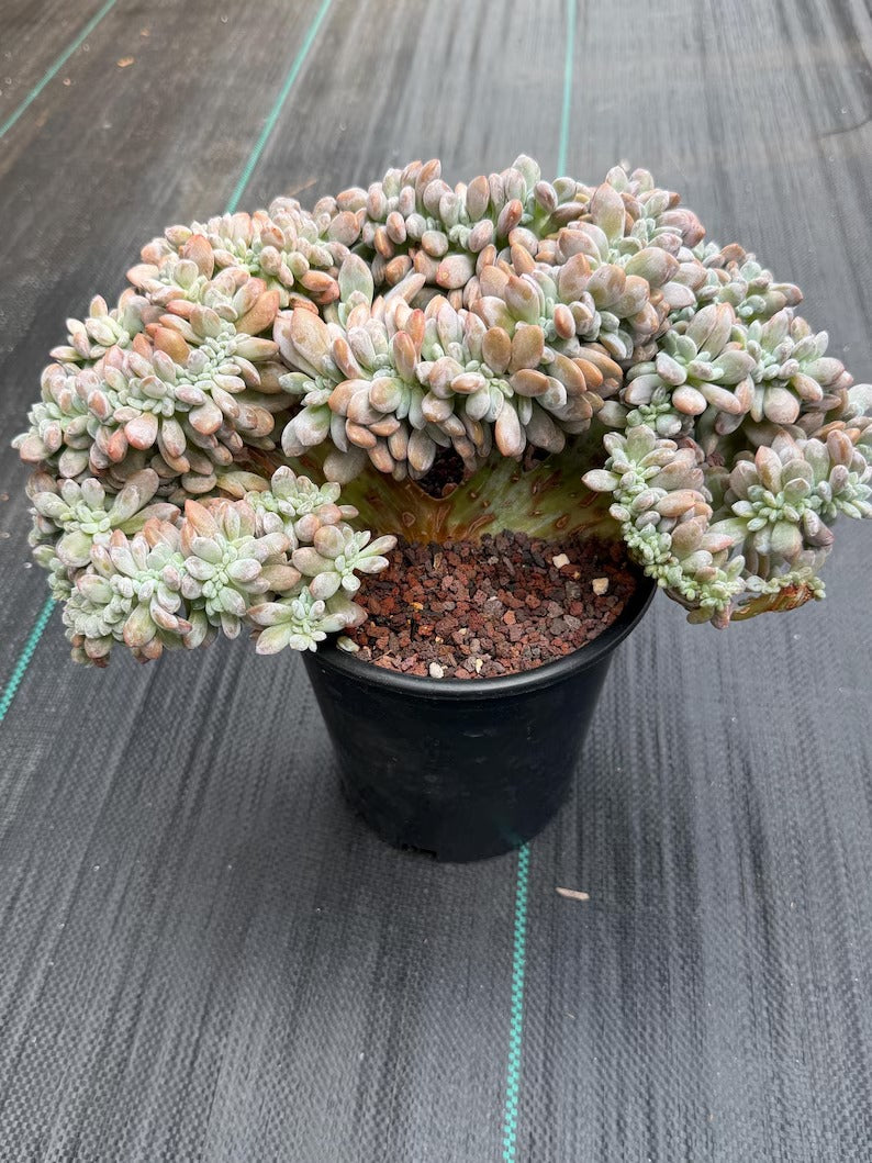 Graptopetalum Lavender Frost Crested | Specimen Succulent | Live Plant | Exact Plant