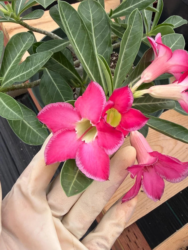 8” Adenium Arabicum | Pink flower | Live Plant | Rare Plant #963