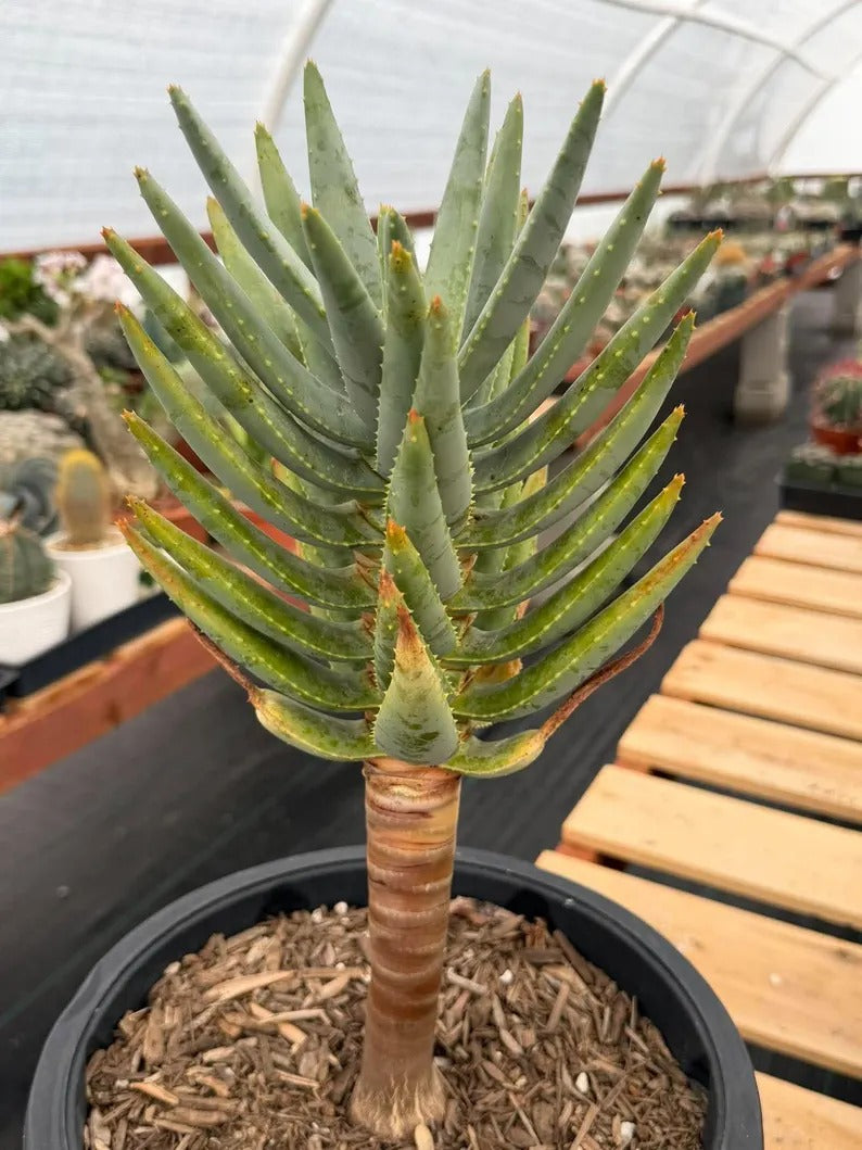 Aloe Dichotoma Tree Form Seed Grown | Easy care Aloe | Live Plant