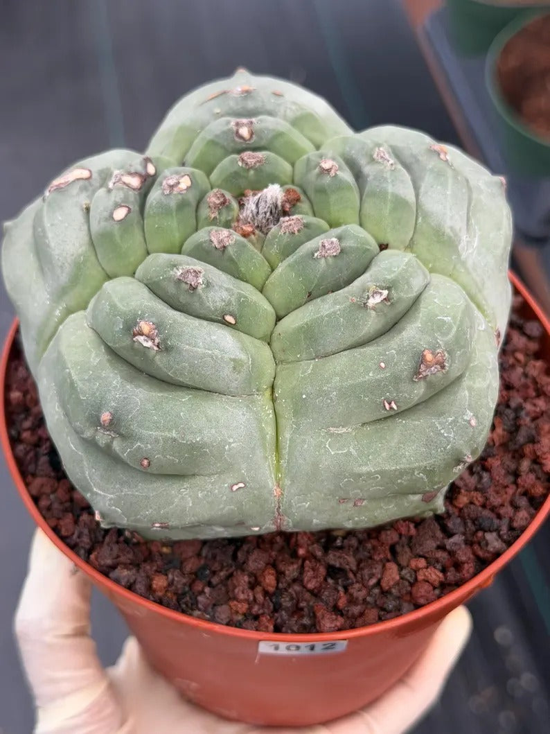 Astrophytum Myriostigma Kikko | Live Cactus | Rare Plant | #1012