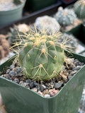 Copiapoa Haseltoniana Rare Collector Cactus - Desert Succulent Cactus
