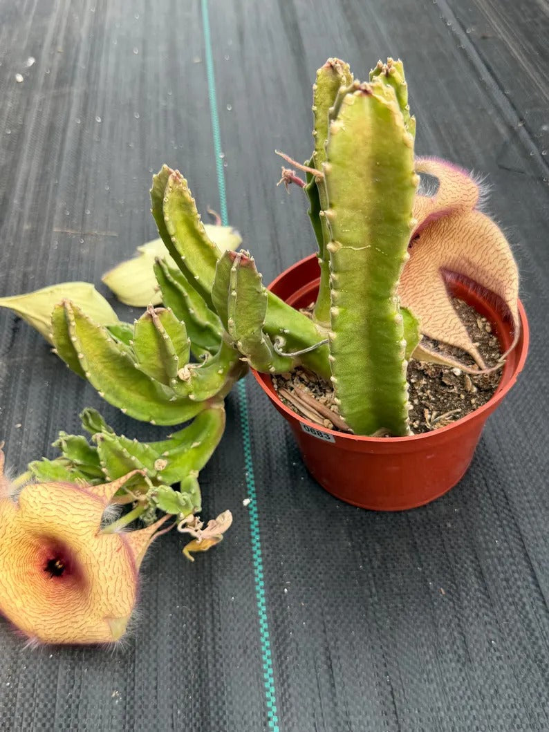 6” Stapelia Orbrea yellow flowers #683 , Easy Care Cactus, Succulent Plant Lover Gift