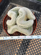 Mammillaria Cristata – Large Crested Form Rare Crested Cactus with White Spines #1018