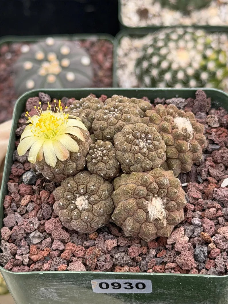 Copiapoa Hypogea Cluster | Live Multi Head Chocolate Button Cactus , Collector Succulent #930