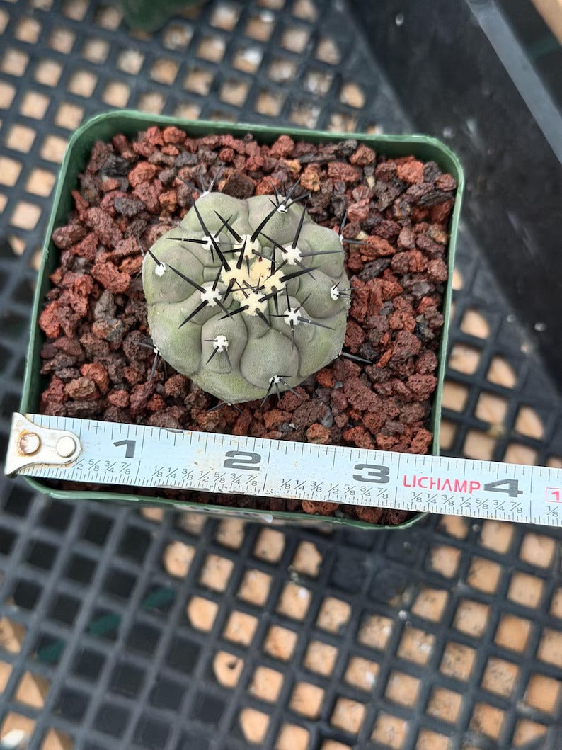 Copiapoa Cinerea Seed Grown Rare Collector Cactus #1028 Desert Cactus Plant
