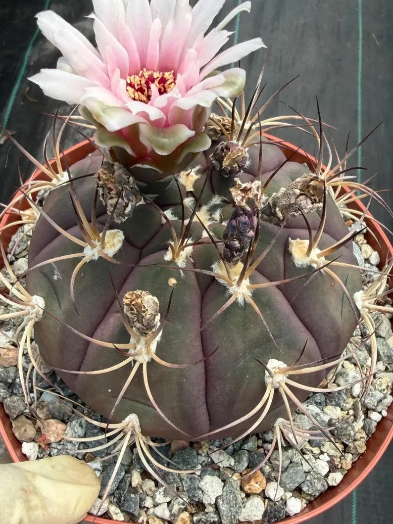 Gymnocalycium Saglionis  | 6” Large Gymnocalicoum Cactus , Easy care Cactus, for Plant Lover Gift