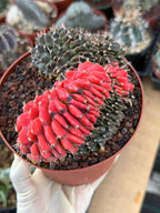 6” Crested Gymnocalycium Mihanovichii Seed Grown | Live Cactus | Live Plant
