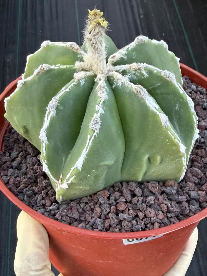 Astrophytum Myriostigma Seedgrown #679 | White Line Form | Live Cactus | Rare Plant