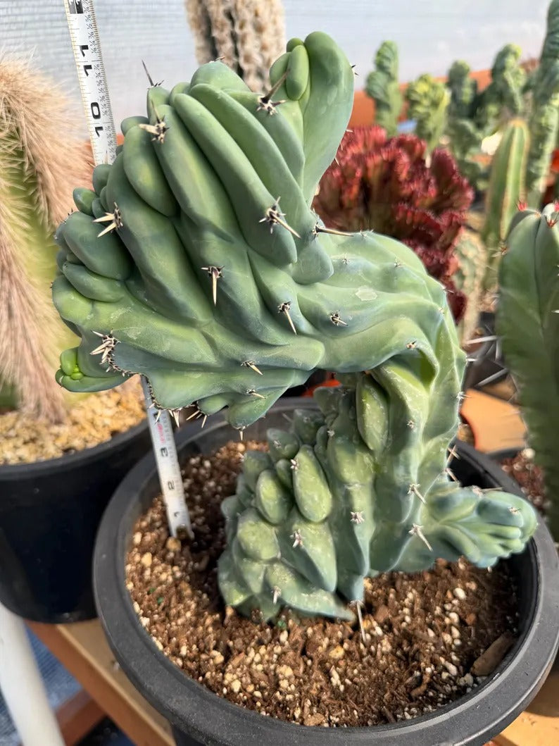Crested Blue Myrtle Cactus | Crested Plant | Live Plant