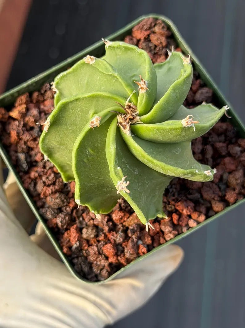 Astrophytum Capricorn Spiral Form #824 | Seed Grown | Rare Cactus | Live Cactus