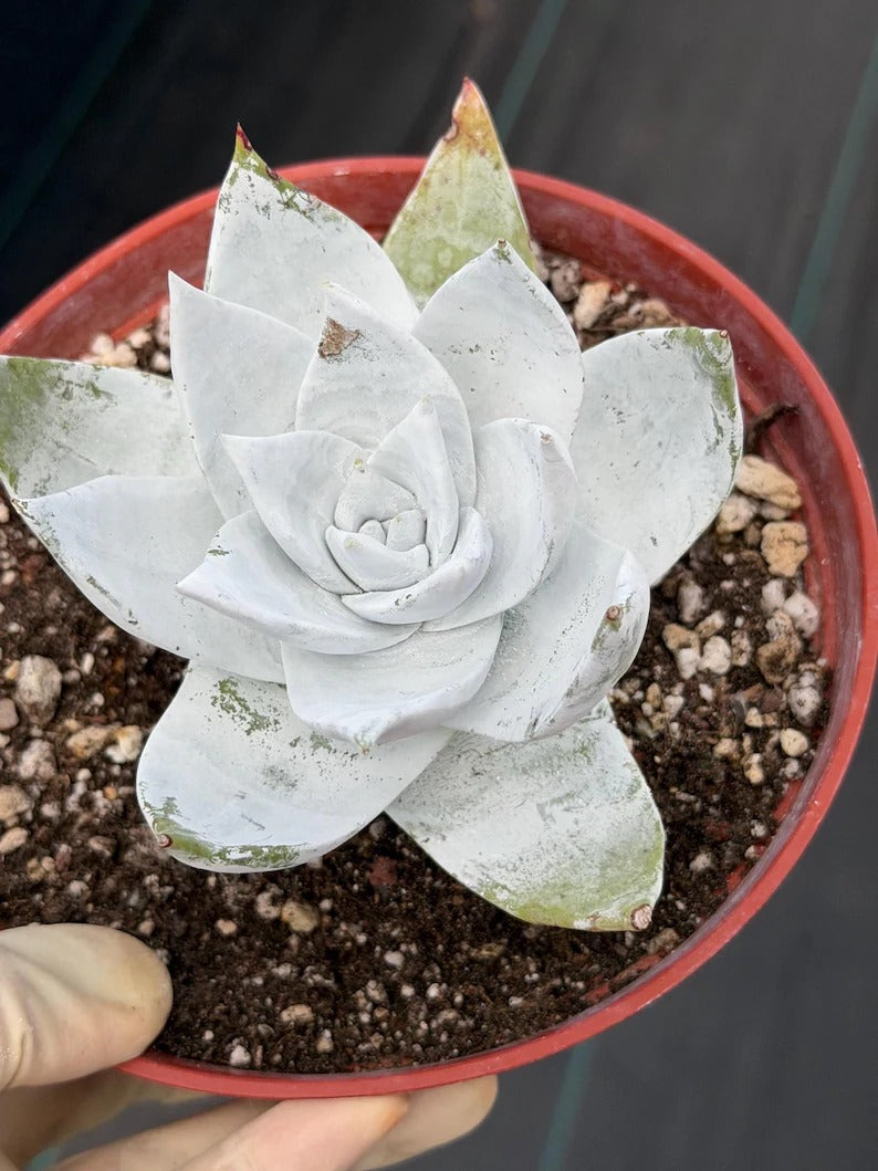 Chalky Dudleya Succulent | 6” Live Plant | Rare Succulent