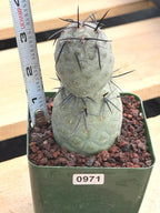 Tephrocactus Geometricus Diablo with Black Spines | Live Cactus #971