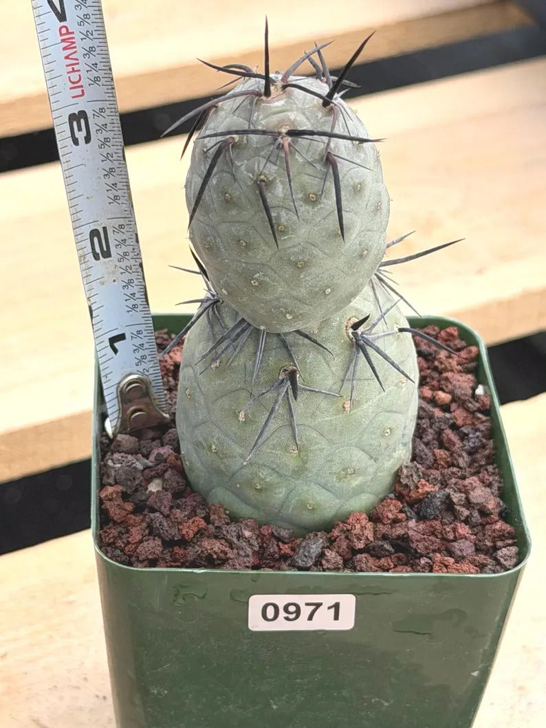 Tephrocactus Geometricus Diablo with Black Spines | Live Cactus #971