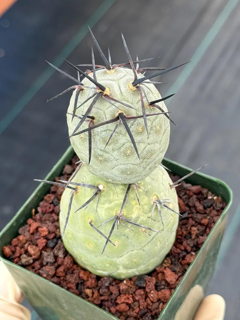 Tephrocactus geometricus Diablo Black Spine Cactus #968