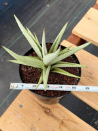 Sansevieria Chanin Live Plant | Easy-Care Succulent #992