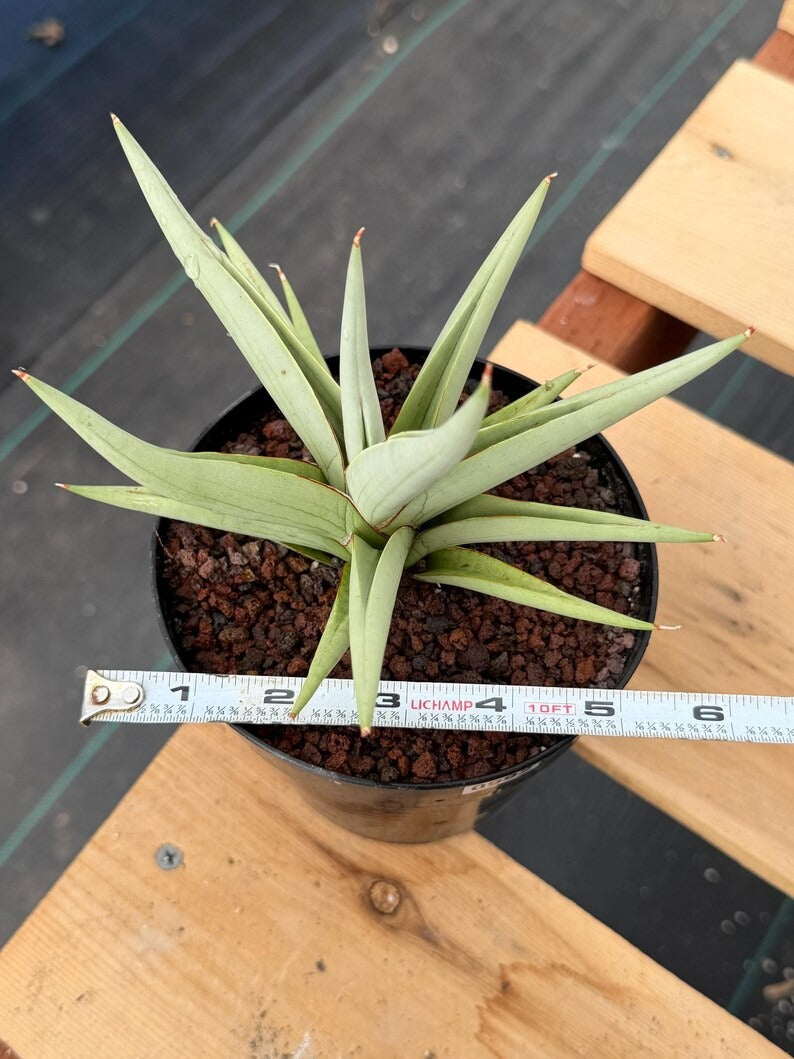 Sansevieria Chanin Live Plant | Easy-Care Succulent #992
