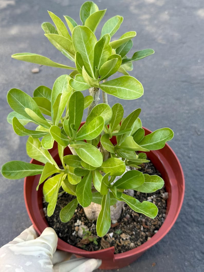 Adenium Obesum Desert Rose – Thick Trunk Caudex Bonsai #964