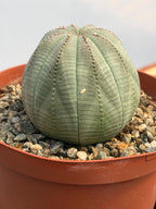 Euphorbia Obesa | Rare Baseball Plant | Unique Round Succulent | Easy Care Indoor Collector Plant Gift #946