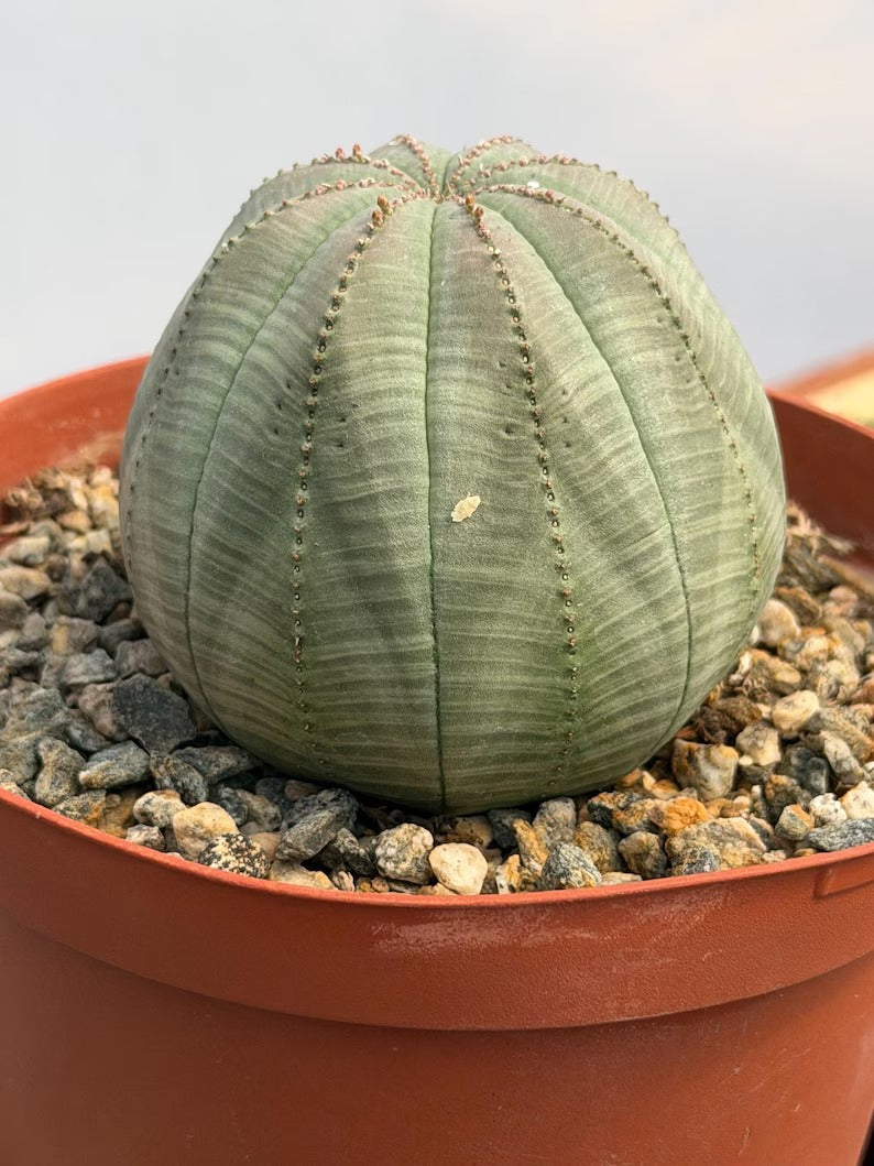 Euphorbia Obesa | Rare Baseball Plant | Unique Round Succulent | Easy Care Indoor Collector Plant Gift #946