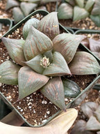 Harworthia Mutica Dark Clear Window | Easy Care Succulent | Live Plant