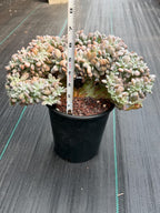 Graptopetalum Lavender Frost Crested | Specimen Succulent | Live Plant | Exact Plant
