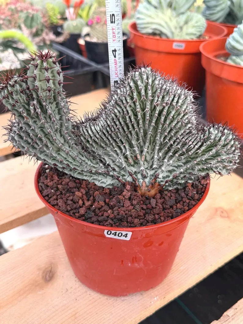 Crested Euphorbia Confinalis on short graft | Rare Spiked Cactus #404