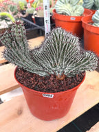 Crested Euphorbia Confinalis on short graft | Rare Spiked Cactus #404