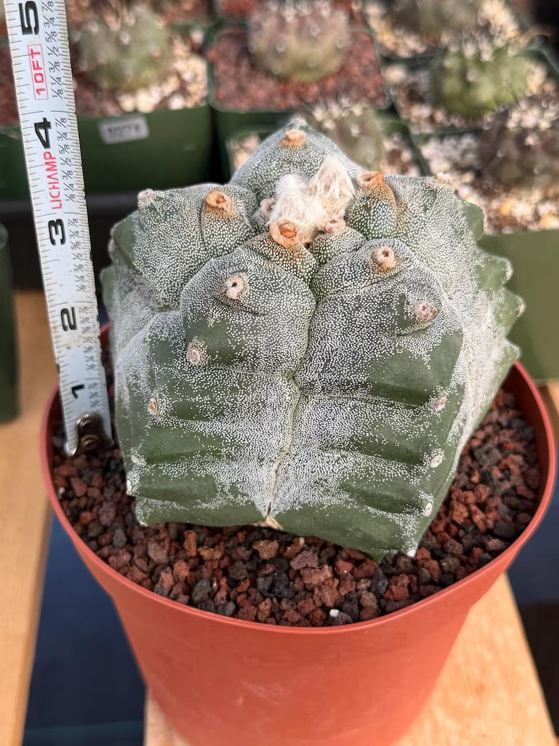 Astrophytum Myriostigma Kikko Seedgrown | Live Cactus | Rare Plant | #874