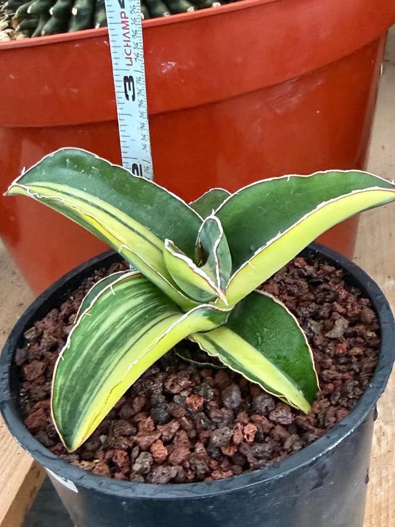 Variegated Sansevieria Robusta Fat Easy Care House Plant | Live Plant #728