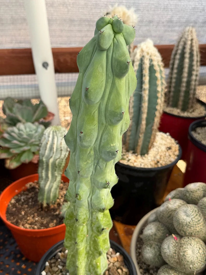 Boobbie Cactus Live Succulent Easy Care Rare Desert Plant Gift