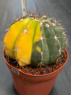 6” Variegated Melocactus #416 | Live Cactus | Live Plant