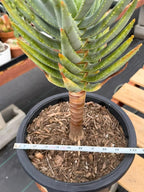 Aloe Dichotoma Tree Form Seed Grown | Easy care Aloe | Live Plant