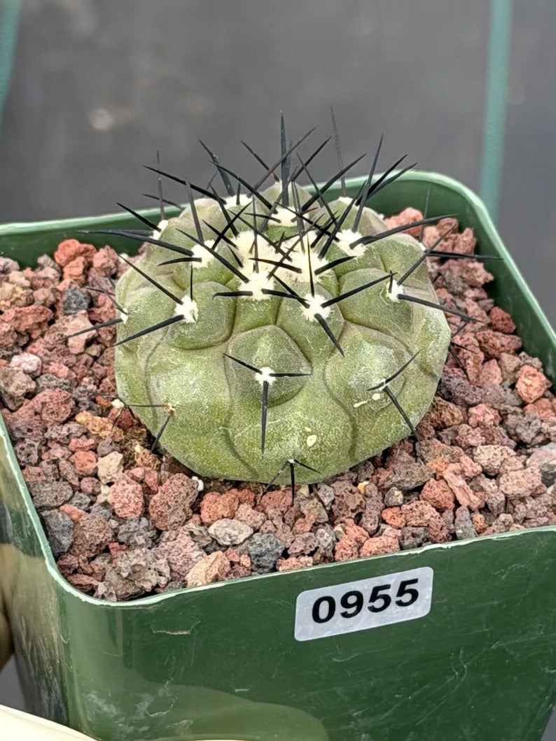 Copiapoa Cinerea Rare Collector Cactus #955 Desert Cactus Plant