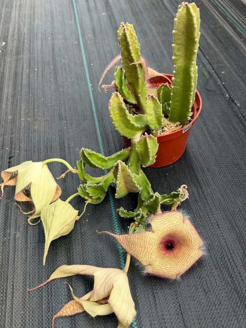 6” Stapelia Orbrea yellow flowers #683 , Easy Care Cactus, Succulent Plant Lover Gift