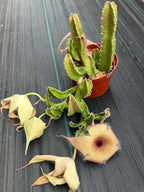 6” Stapelia Orbrea yellow flowers #683 , Easy Care Cactus, Succulent Plant Lover Gift