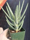 Aloe Dichotoma Succulent, Live Collector Aloe Stacked Plant