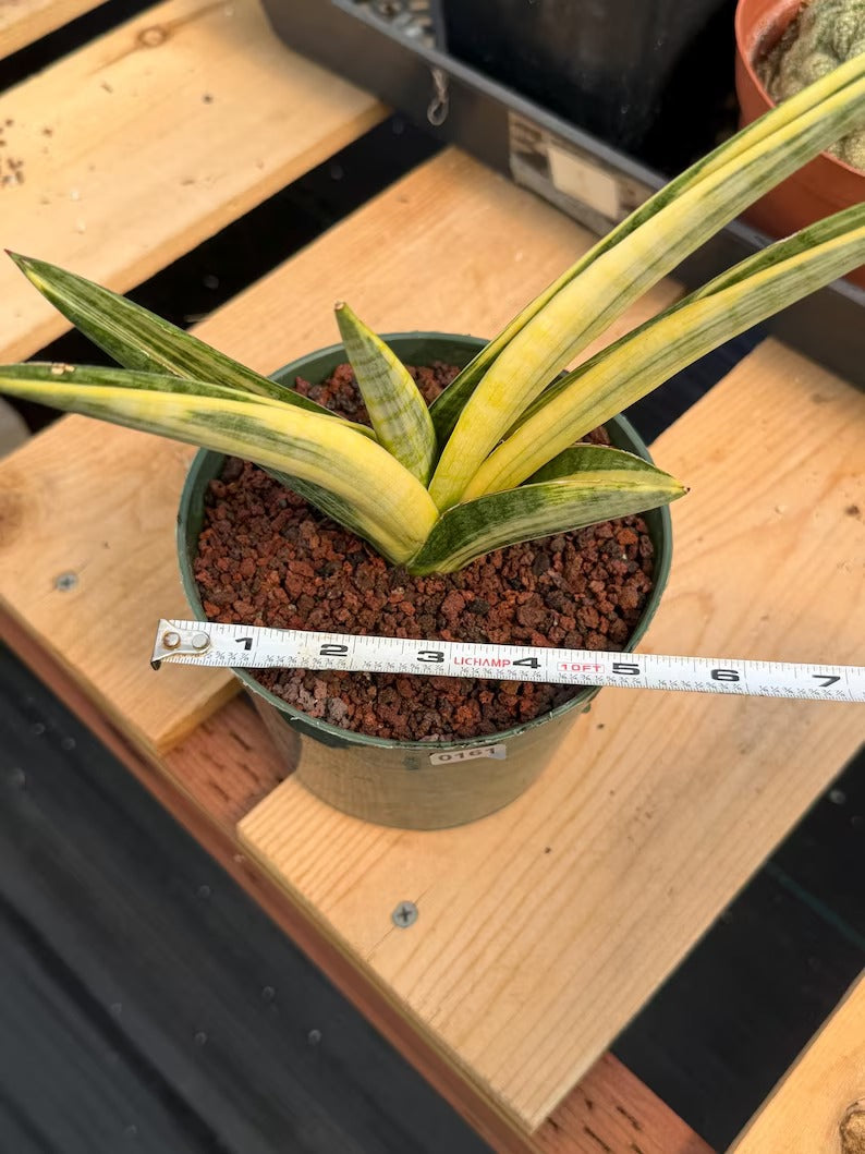 Variegated Sansevieria Marsha Anjani Rare Snake Plant | Live Succulent #161