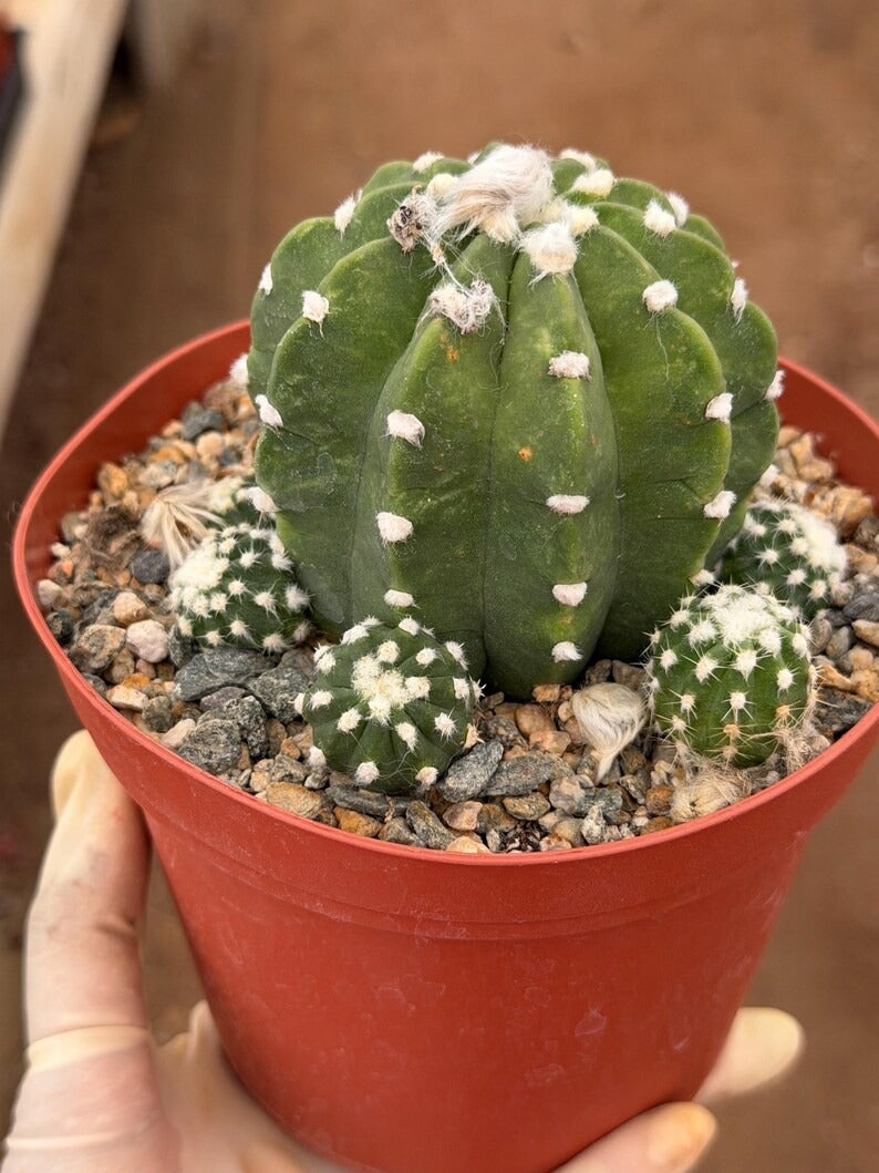 Domino Cactus Cluster  | 6” Rare Easy care Cactus Gift for Plant Lover Gift