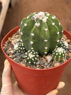 Domino Cactus Cluster  | 6” Rare Easy care Cactus Gift for Plant Lover Gift
