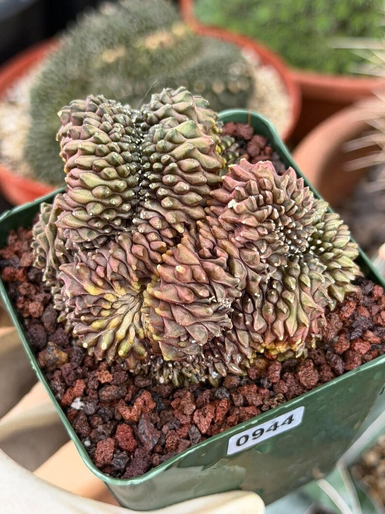 3.5” Crested Gymnocalycium Mihanovichii f. inermis cristata | Unique Collector’s Plant | Live Plant #944