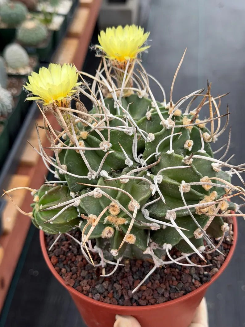 Astrophytum Capricorn with pups | Rare Cactus | Live Cactus | #98