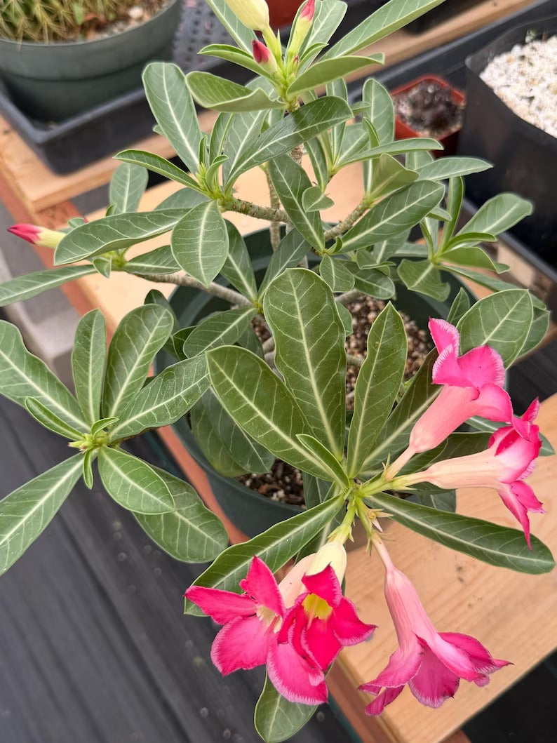 8” Adenium Arabicum | Pink flower | Live Plant | Rare Plant #963