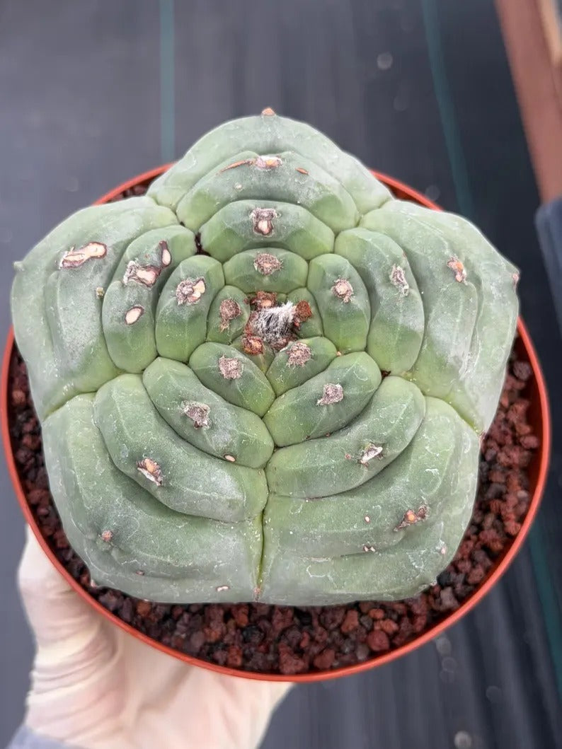 Astrophytum Myriostigma Kikko | Live Cactus | Rare Plant | #1012